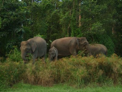 Borneo pgymy elephant, Sukau (12)